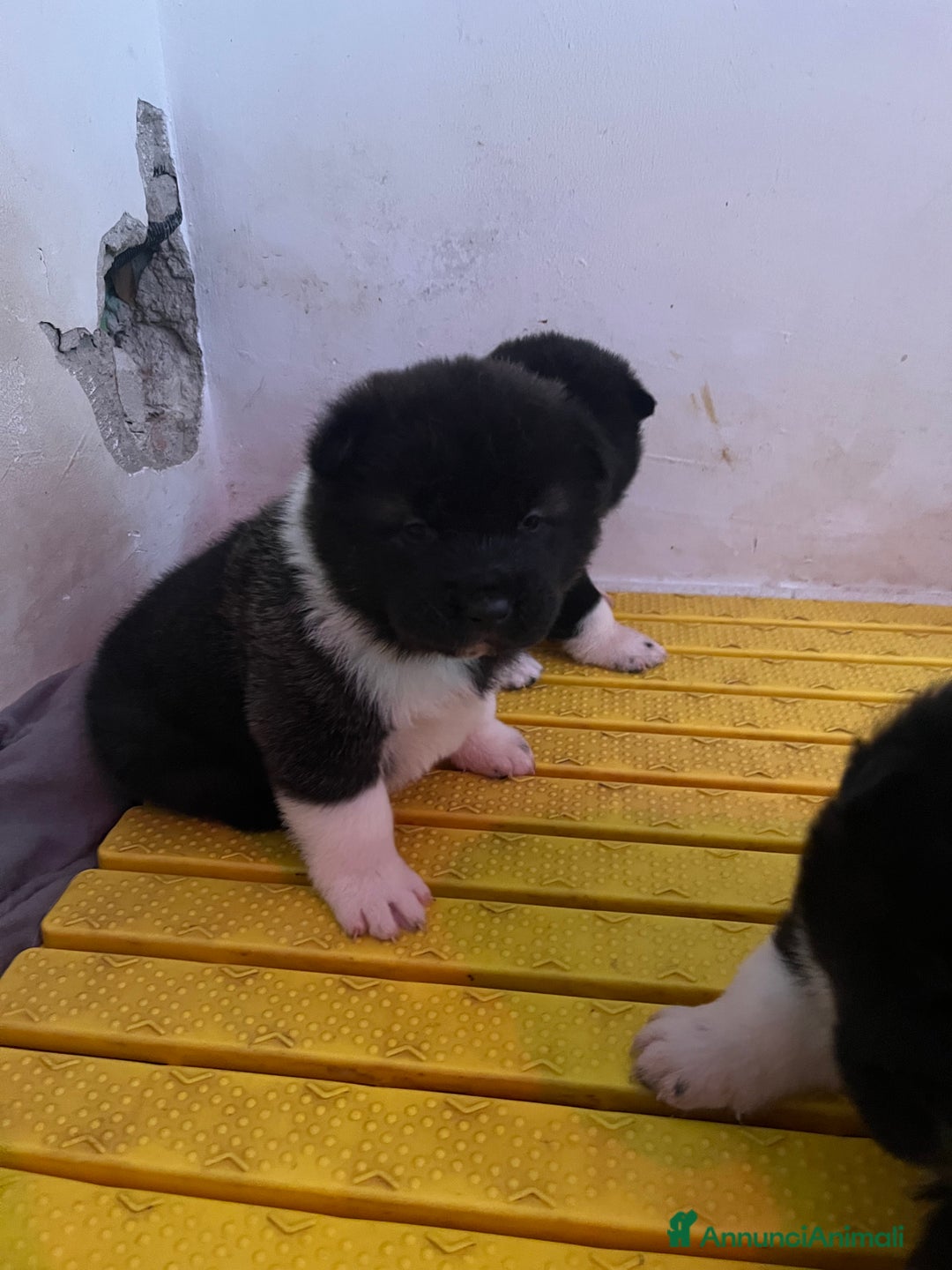 Akita Americano cani in vendita: Cuccioli di Akita Americano  - Annuncio 4