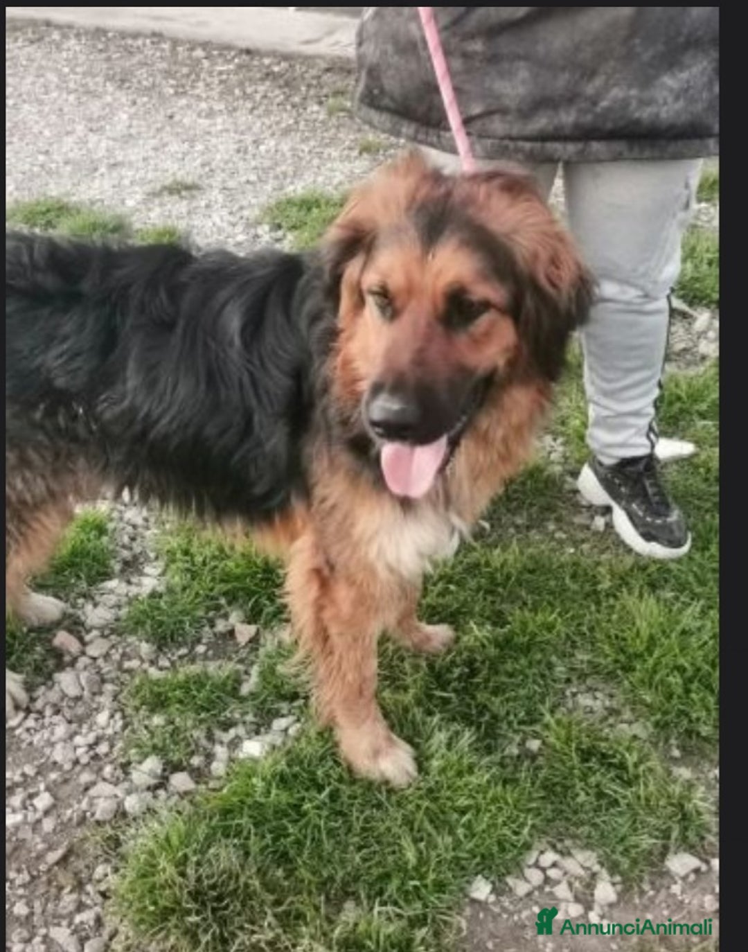 Meticcio cani in regalo: Mix pastorino pelo lungo 4anni in box da tanto.SUD a Città metropolitana di Milano - Annuncio 3
