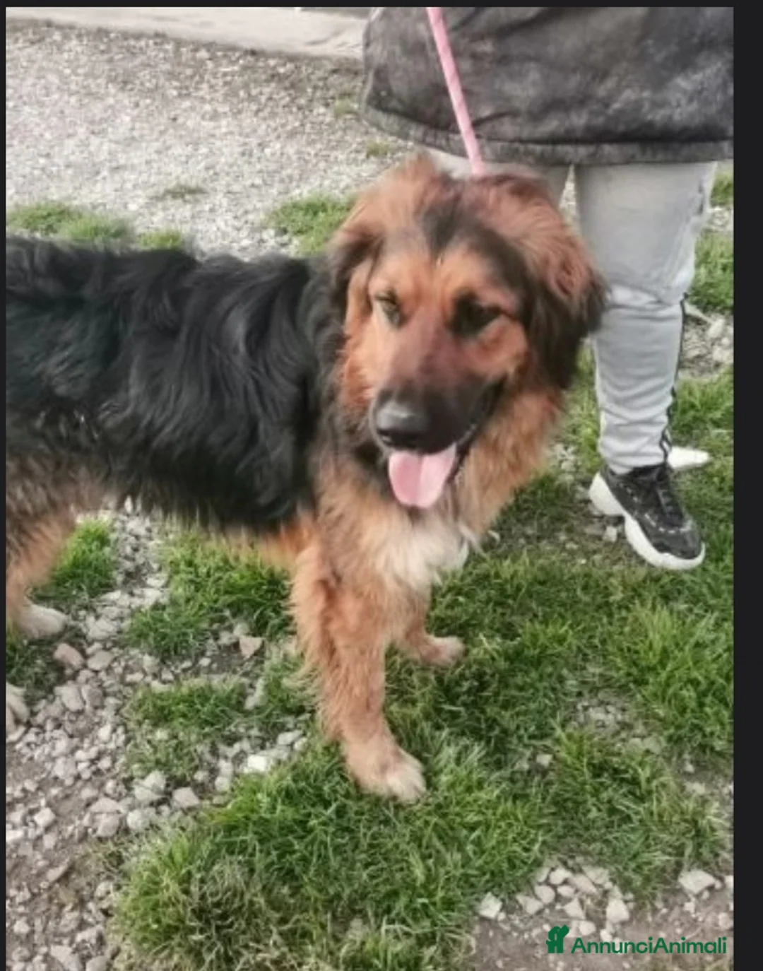 Meticcio cani in regalo: Mix pastorino pelo lungo 4anni in box da tanto.SUD a Città metropolitana di Milano - Annuncio 3