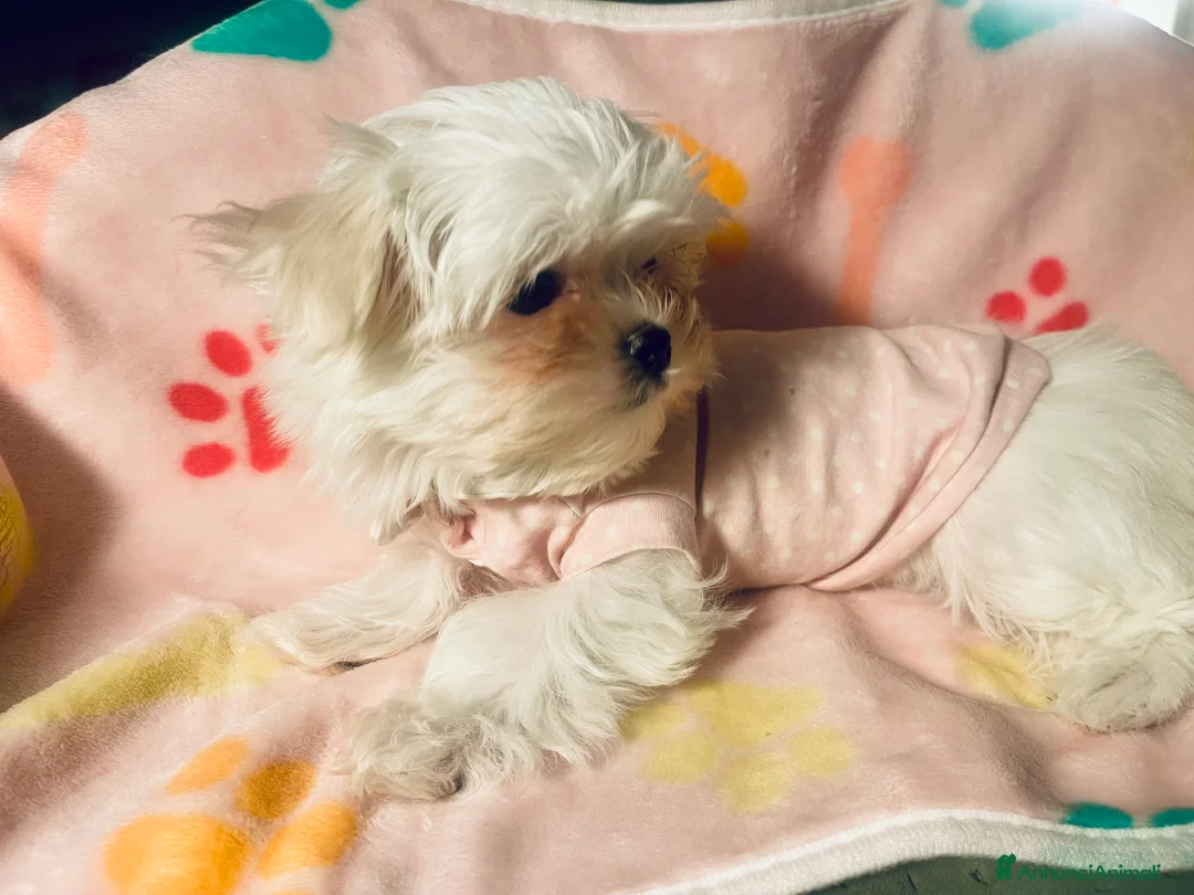 Maltese cani in vendita: Dolcissima cucciola di razza Maltese - Annuncio 4