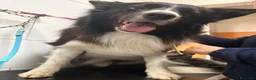 Border Collie cani per accoppiamento: Blacky cerca fidanzata ☺️🙃per i cuccioli  - Annuncio 3