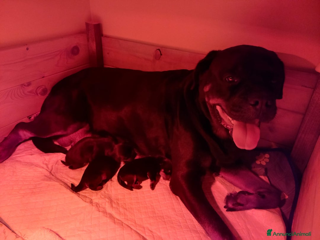 Rottweiler cani in vendita: Cuccioli rotweiller  - Annuncio 3