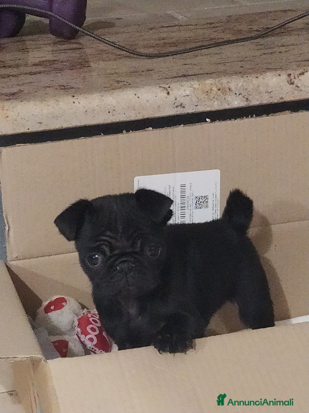 Carlino cani in vendita: Cuccioli di carlino nero  - Annuncio 4