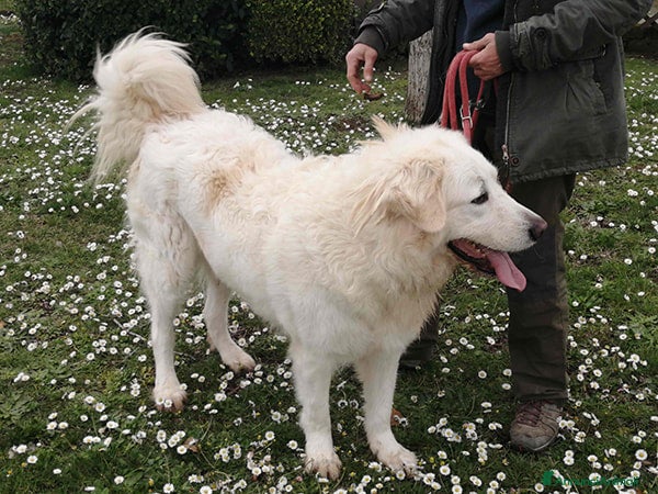Meticcio cani IL BELLISSIMO BYRON TI STA ASPETTANDO, IN ADOZIONE - Annuncio 2