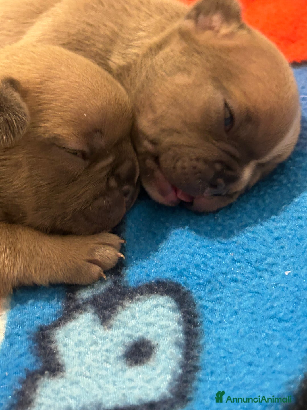 Bulldog Francese cani in vendita: Tre cuccioli bulldog maschi - Annuncio 13