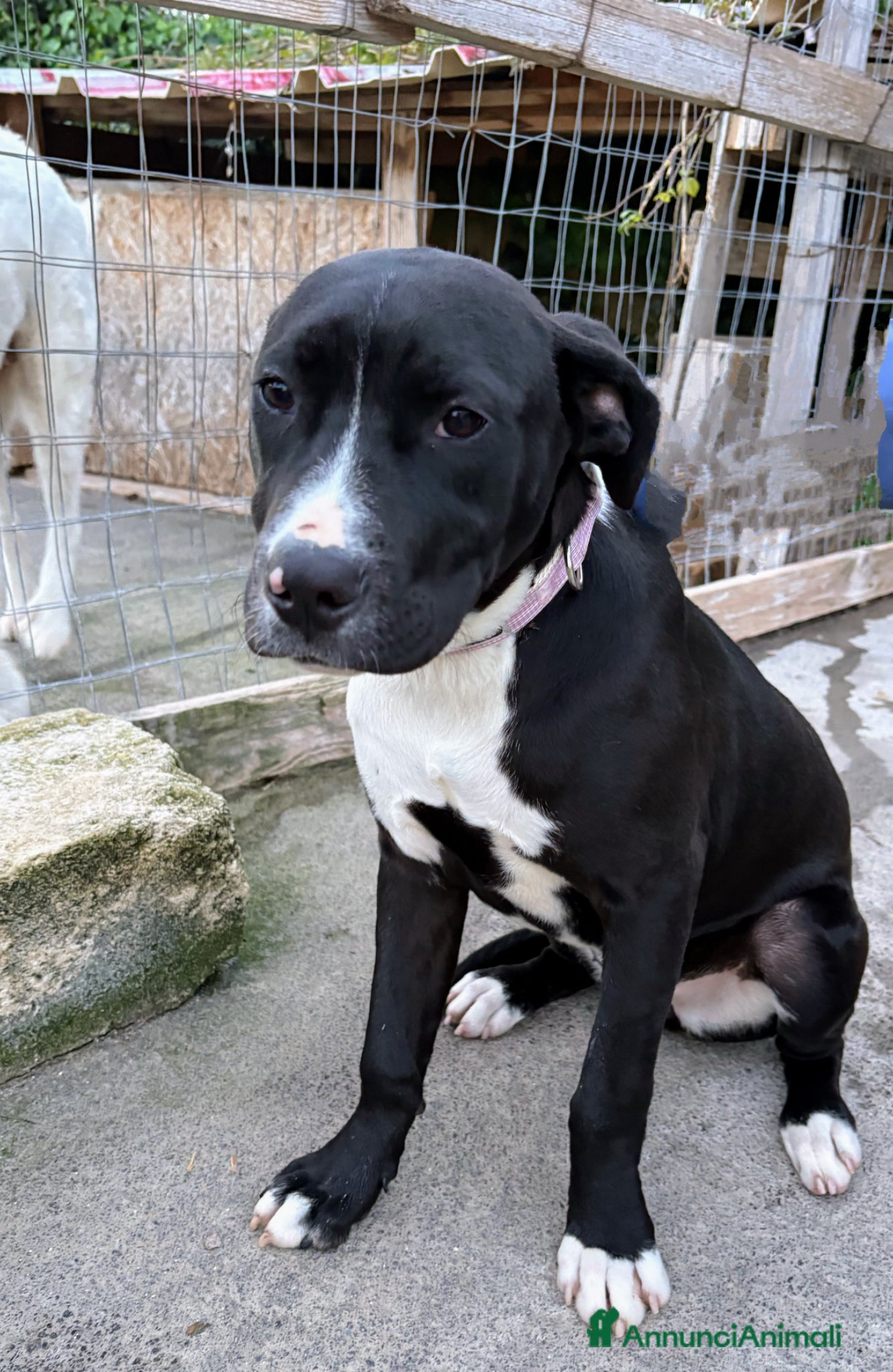 Meticcio cani MirtillaCercaCasa - Annuncio 23