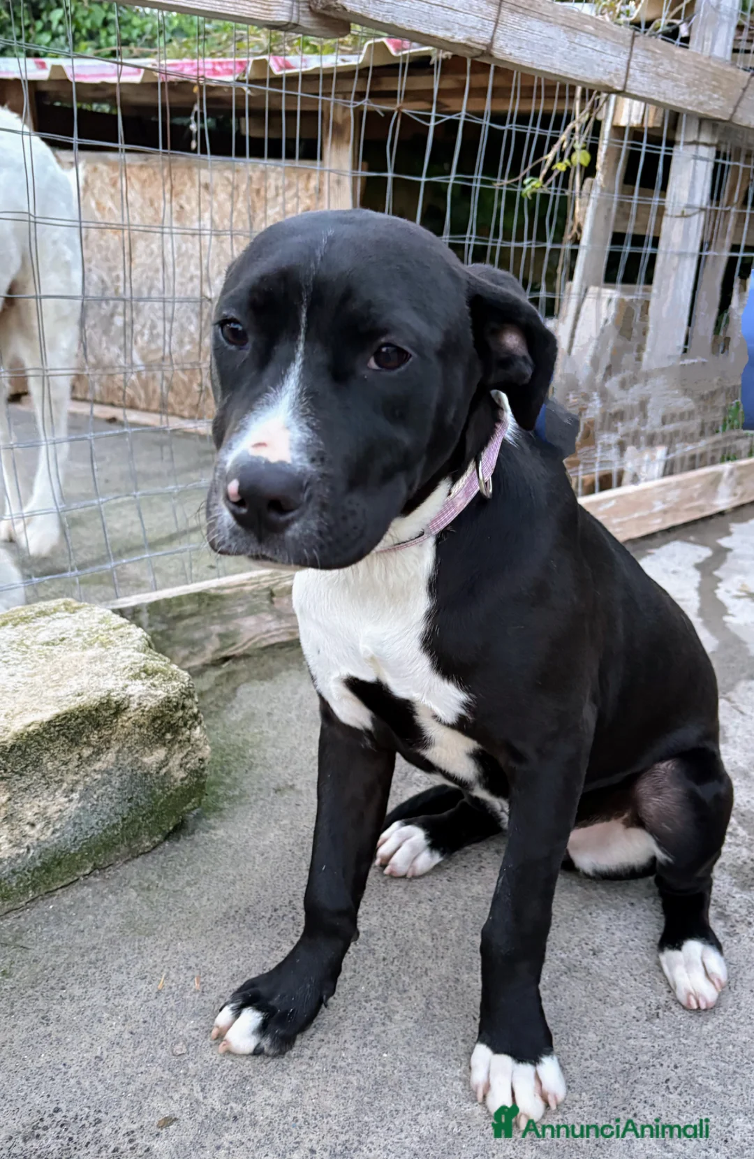 Meticcio cani in regalo: MirtillaCercaCasa a Libero consorzio comunale di Siracusa - Annuncio 1