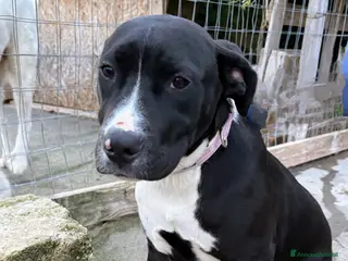 Meticcio cani MirtillaCercaCasa - Annuncio 29