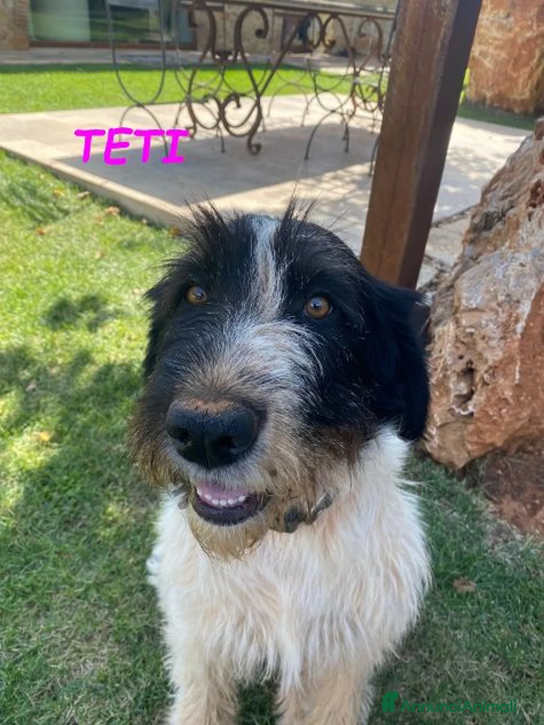 Meticcio cani in regalo: TETI e CALIPSO sorelline cercano casa - Annuncio 3