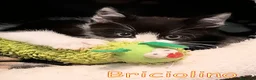 Europeo gatti in regalo: BRICIOLINO DOLCISSIMO GATTINO - Annuncio 2