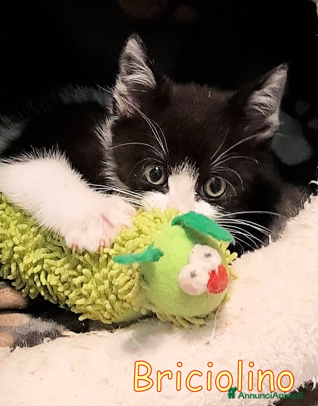 Europeo gatti in regalo: BRICIOLINO DOLCISSIMO GATTINO - Annuncio 2