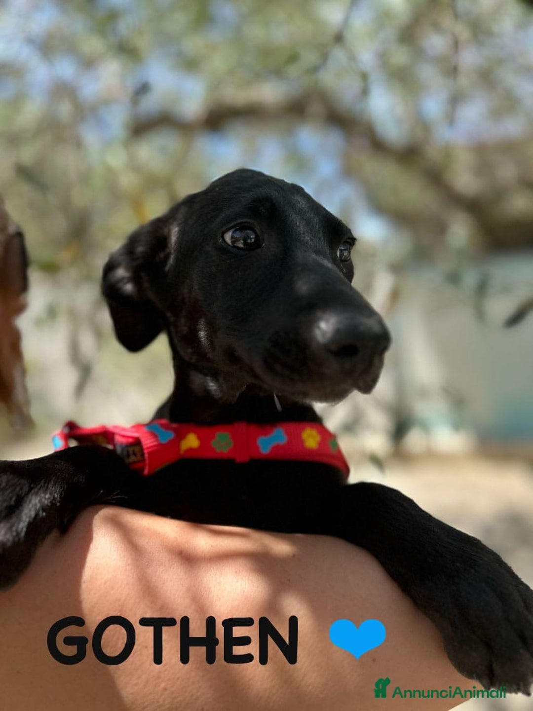 Meticcio cani in regalo: 8 cuccioli da salvare, 4 mesi: Gohan, Goku, ... a Provincia di Bergamo - Immagine 8