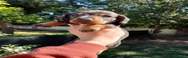 Bassotto Cucciolo 2
