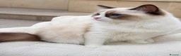 Ragdoll gatti in vendita: Cucciola Ragdoll con pedigree  - Annuncio 3