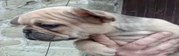 Bulldog Francese cani in vendita: Bouledogue Francais (bulldog francese) - Annuncio 2