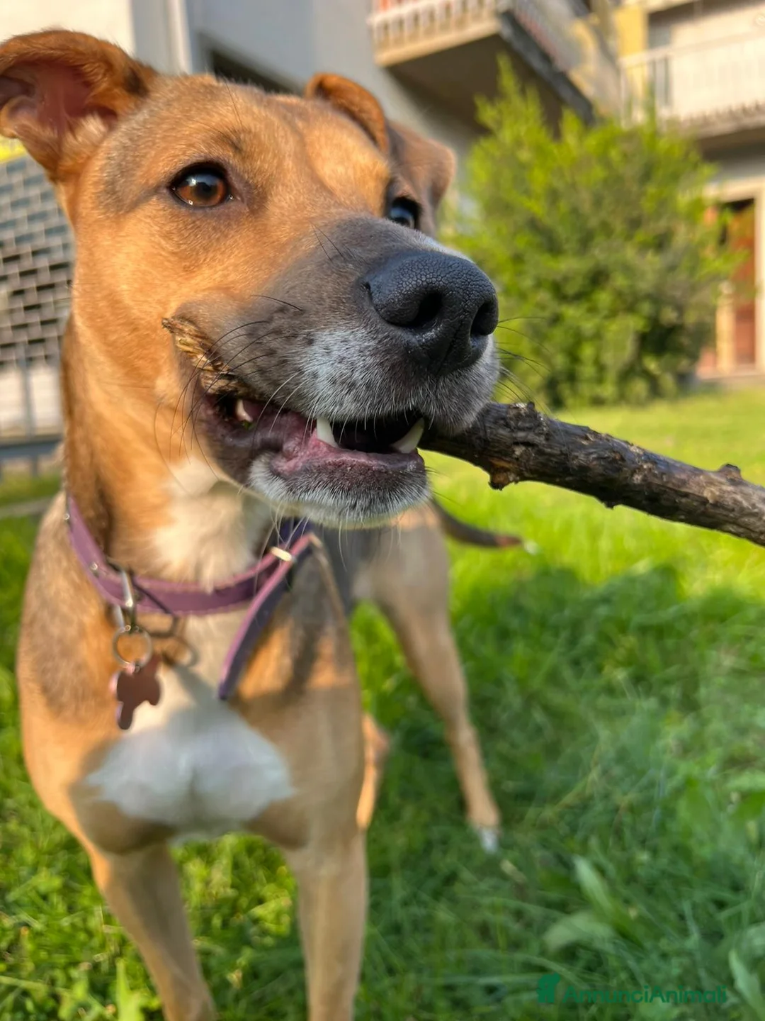 Meticcio cani in regalo: Cane Femmina di 1 anno e mezzo - Annuncio 2