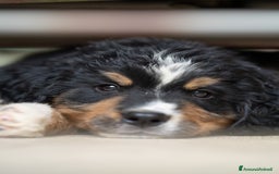 Bovaro del Bernese cani in vendita: Bernerdok's Aunts Cuccioli Y a Città Metropolitana di Torino - Immagine 12