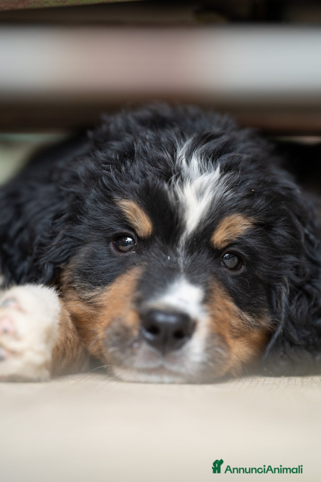 Bovaro del Bernese cani in vendita: Bernerdok's Aunts Cuccioli Y a Città Metropolitana di Torino - Immagine 12