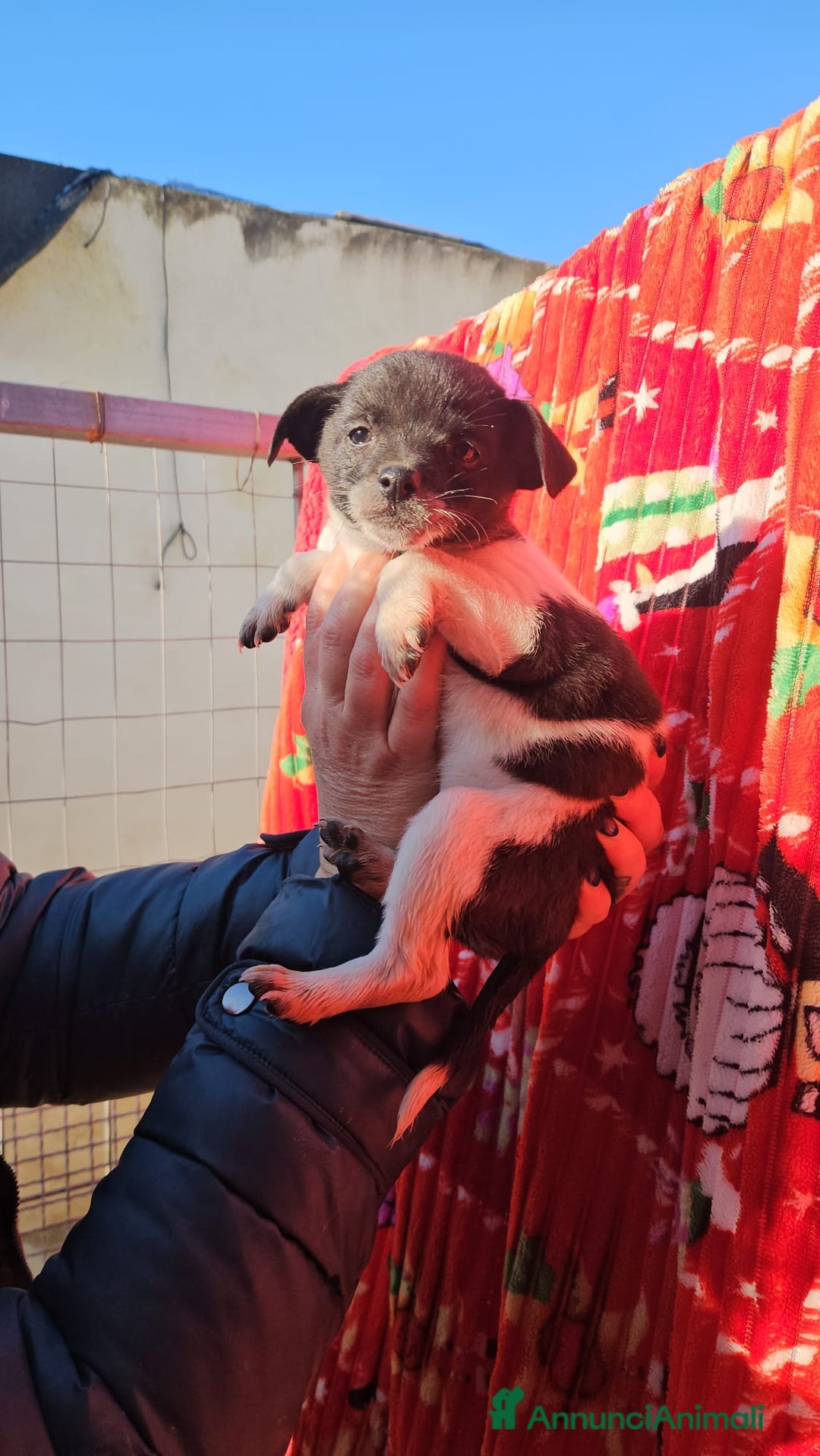 Meticcio cani in regalo: Pizzetta: 2 mesi taglia piccola  - Annuncio 3