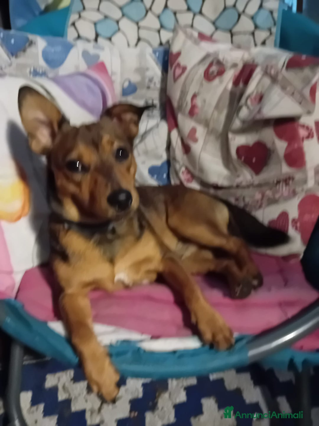 Meticcio cani in vendita: Cagnolina - Annuncio 2