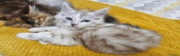 Maine Coon gatti in vendita: Cuccioli di Maine Coon ❤️ - Annuncio 10