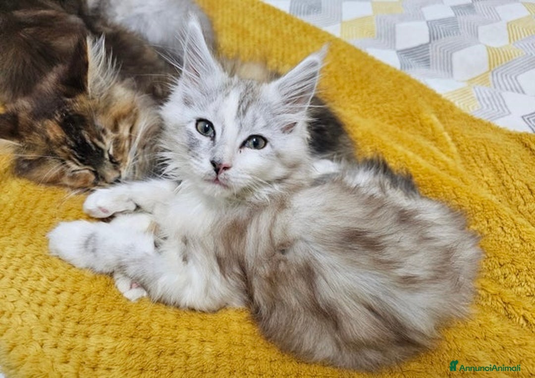 Maine Coon gatti in vendita: Cuccioli di Maine Coon ❤️ - Annuncio 10