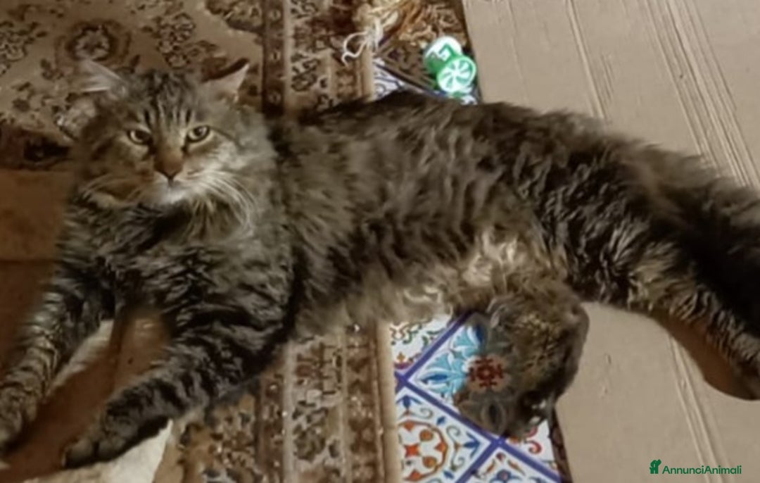 Europeo gatti in regalo: Micio tigrato pelo lungo vive solo.FIV+. SICILIAA a Città metropolitana di Milano - Annuncio 3