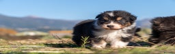 Australian Shepherd cani in vendita: Australian Shepherd  - Annuncio 37