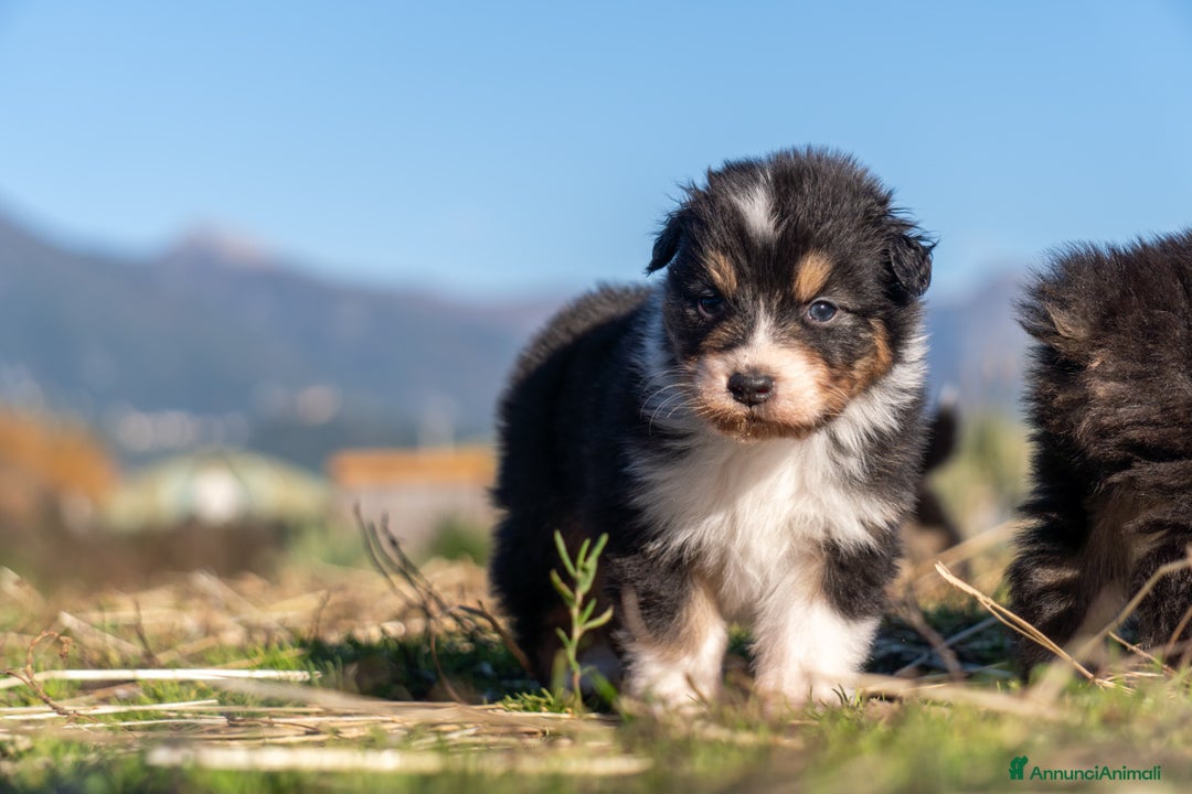 Australian Shepherd cani in vendita: Australian Shepherd  - Annuncio 37