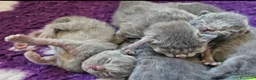 Certosino gatti in vendita: cuccioli di razza certosino  - Annuncio 3