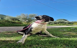 Altre razze cani in regalo: CUCCIOLI  - Immagine 2