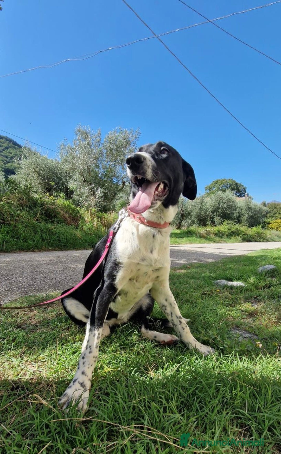 Altre razze cani in regalo: CUCCIOLI  - Immagine 2