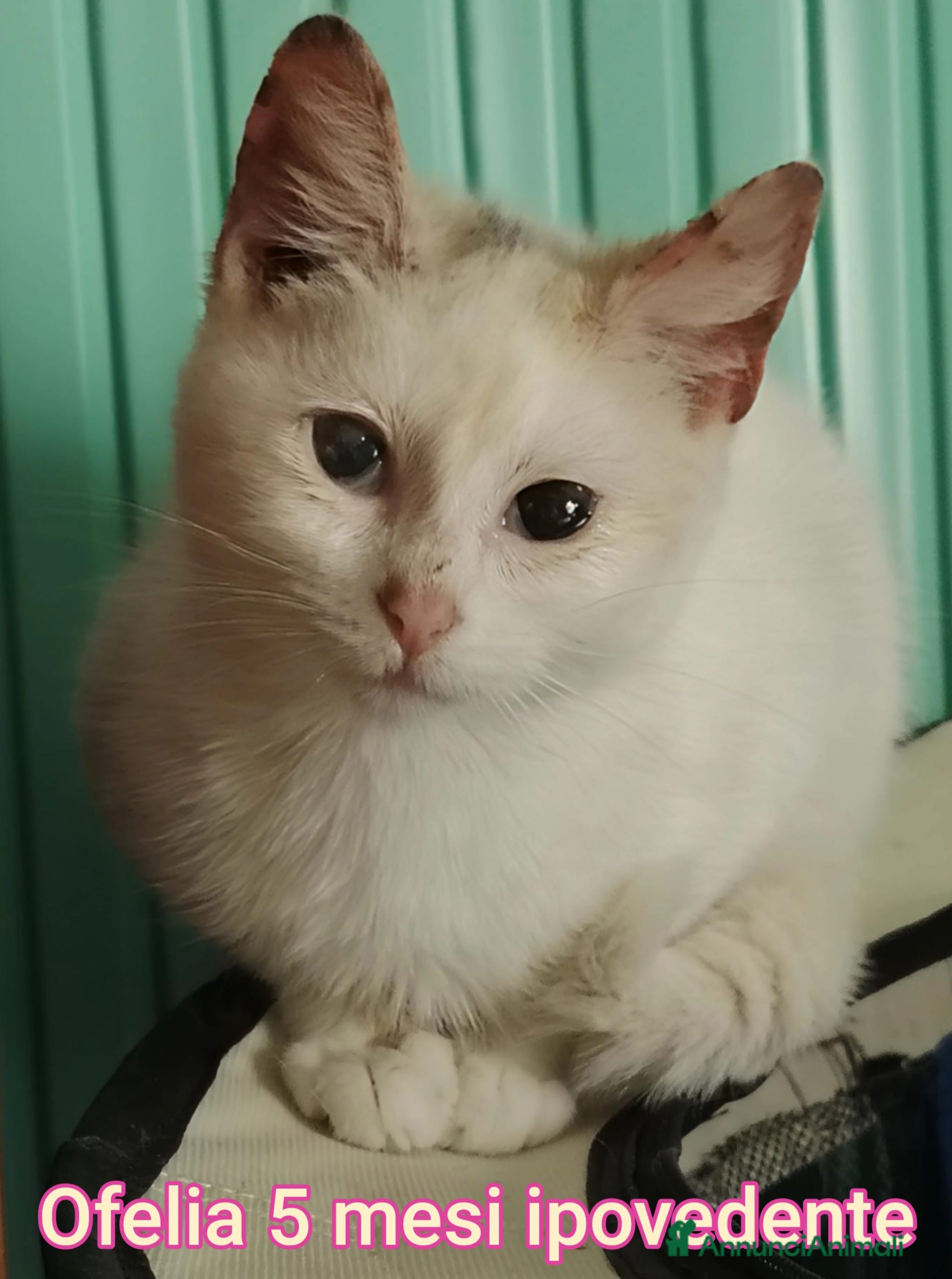 Altre razze gatti GATTINI ABBANDONATI: URGENTE  a Città Metropolitana di Torino - Annuncio 1