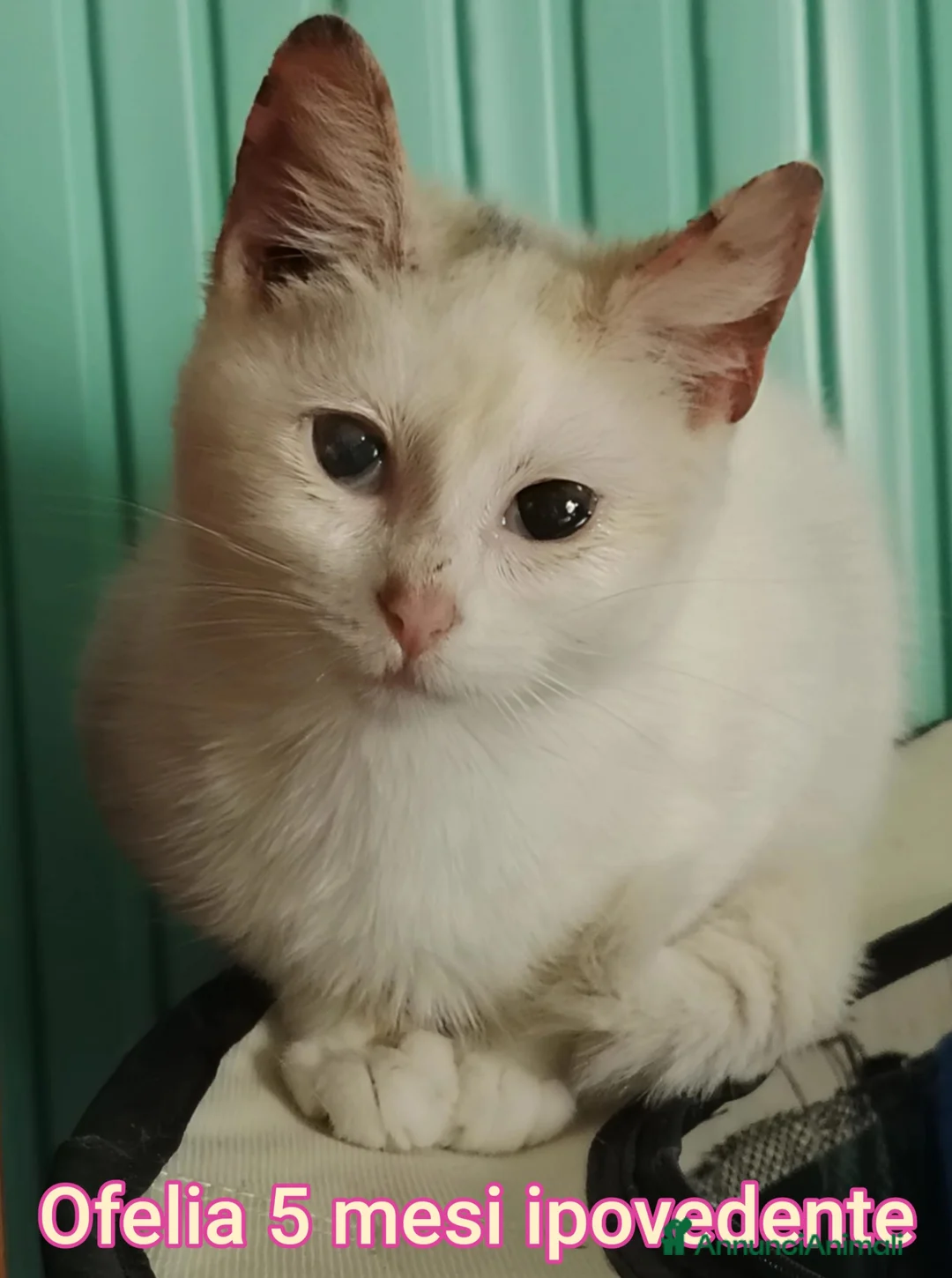 Altre razze gatti in regalo: GATTINI ABBANDONATI: URGENTE  a Città Metropolitana di Torino - Annuncio 1