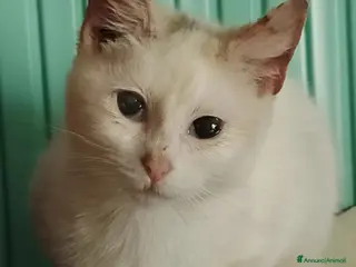 Altre razze gatti GATTINI ABBANDONATI: URGENTE a Città Metropolitana di Torino - Annuncio 1