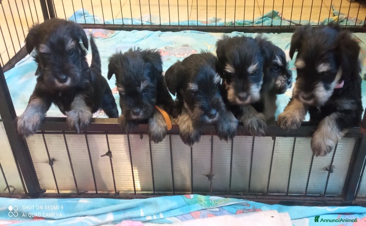 Mini Schnauzer cani a Province of Varese - Annuncio 1