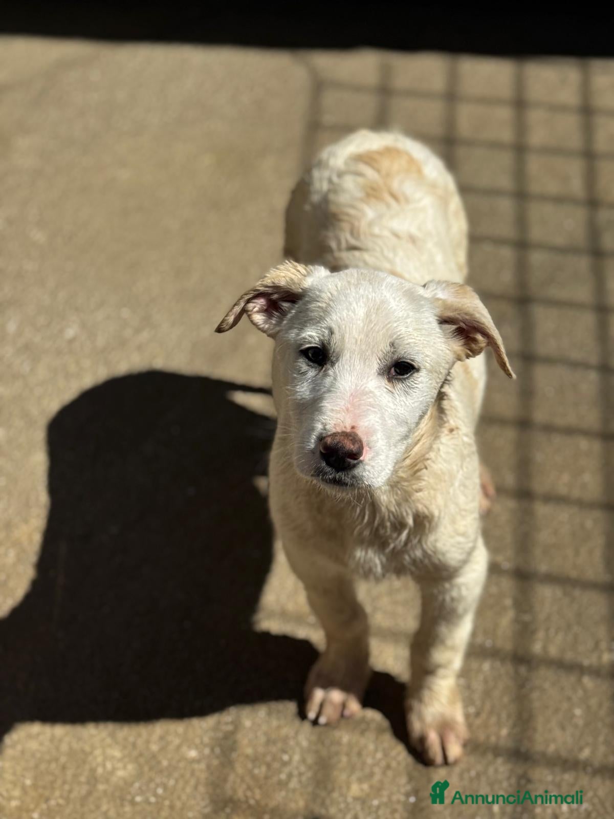 Meticcio cani Luna cucciola simil labrador  - Annuncio 12