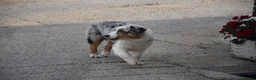 Australian Shepherd cani in vendita: Australian Shepherd pedigree ENCI - Annuncio 37