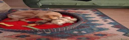 Meticcio cani in regalo: Maya 1 anno, carattere eccezionale a Città Metropolitana di Bologna - Annuncio 11