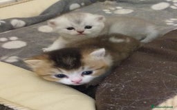 British gatti in vendita: Cuccioli British/Scottish  - Immagine 1