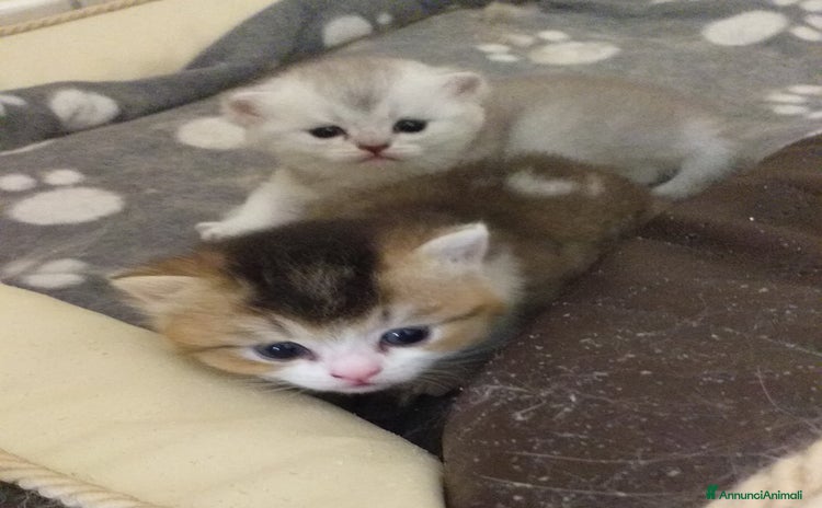 British gatti - Annuncio 5