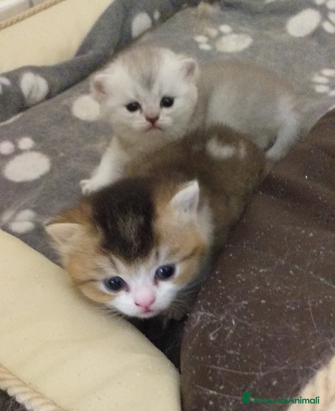 British gatti in vendita: Cuccioli British/Scottish  - Annuncio 1