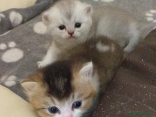 British gatti Cuccioli British/Scottish - Annuncio 37