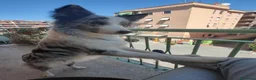 Border Collie cani per accoppiamento: border collie blue merle da monta a Città metropolitana di Roma Capitale - Annuncio 2