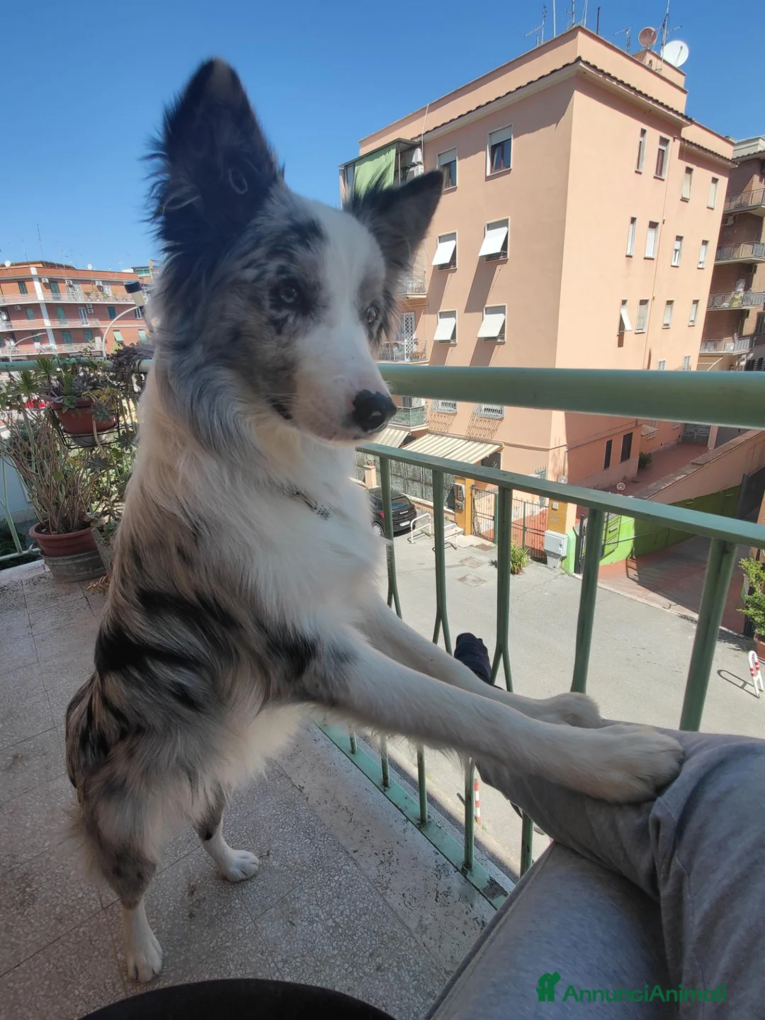 Border Collie cani per accoppiamento: border collie blue merle da monta a Città metropolitana di Roma Capitale - Annuncio 2