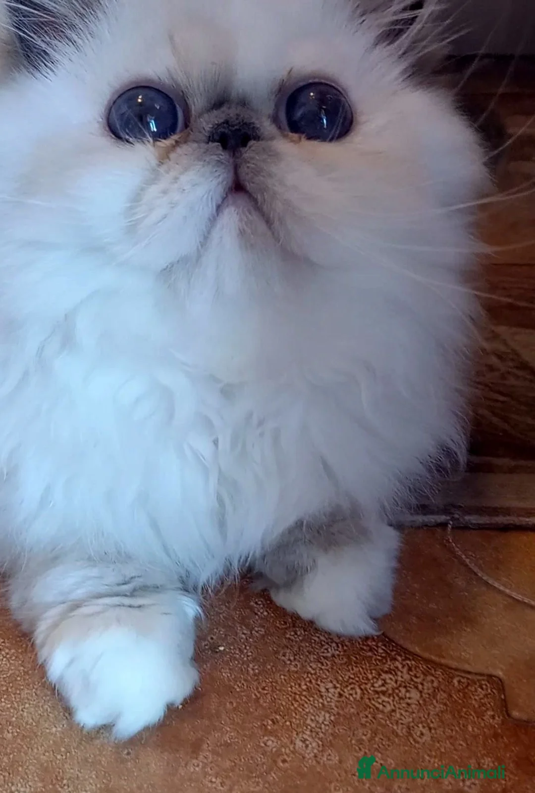Persiano gatti in vendita: Cucciola persiana  - Annuncio 6