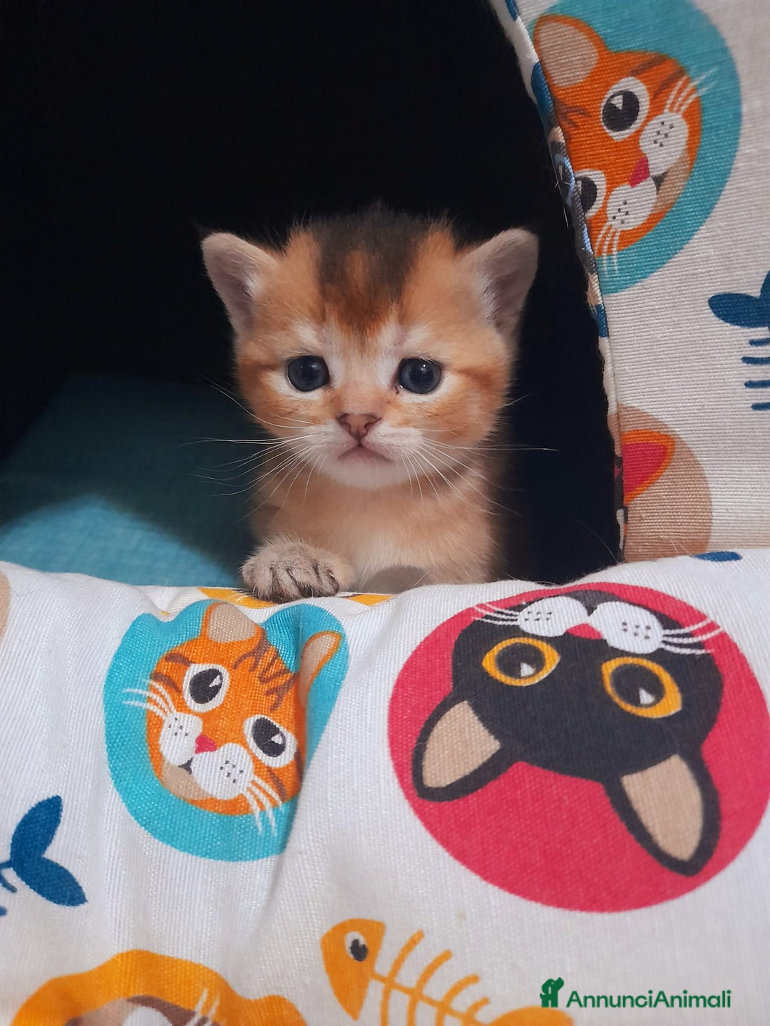 Scottish gatti in vendita: Gattini Scottish Straight - Maschio e Femmina - Annuncio 6