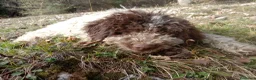 Lagotto cani in vendita: cuccioli di Lagotto con Pedigree a Città metropolitana di Milano - Annuncio 3