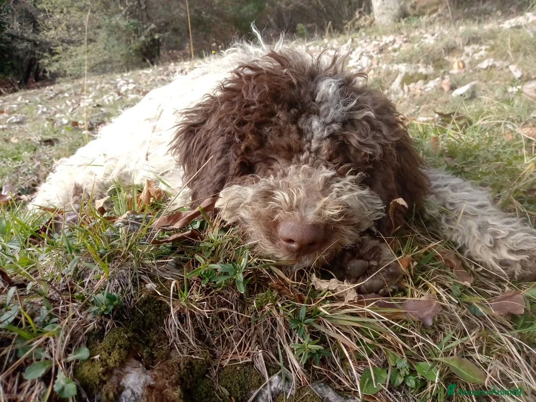 Lagotto cani in vendita: cuccioli di Lagotto con Pedigree a Città metropolitana di Milano - Annuncio 3