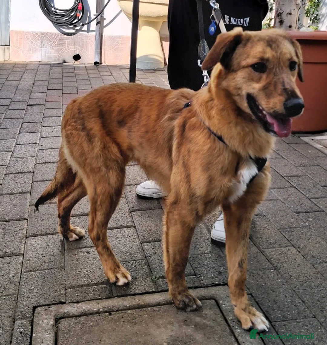 Meticcio cani in regalo: PAPRIKA DOLCE CAGNOLINA - Annuncio 5